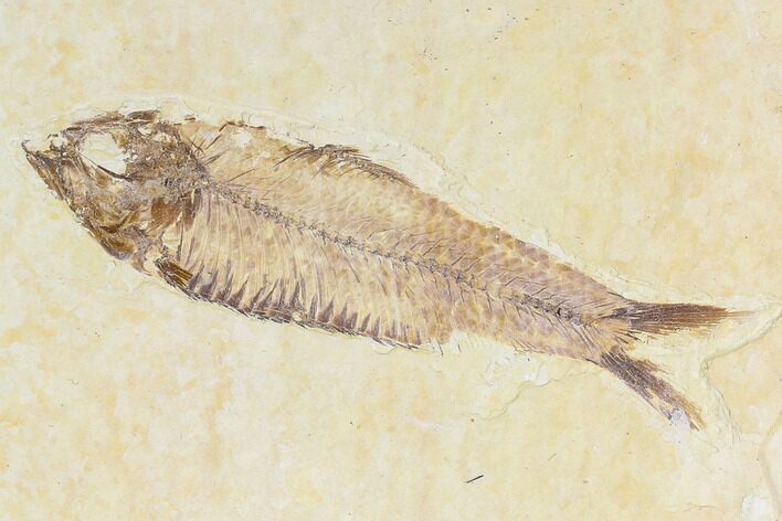 Fossil Fish (Knightia) - Wyoming #108299